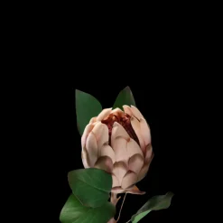 Protea i Pale Pink Farve. 65cm