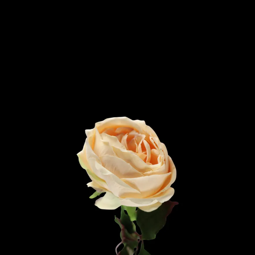 Rose i Champagne Farve. 68cm